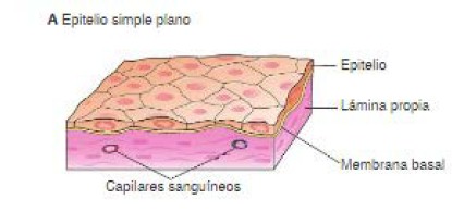 Tejido Epitelial